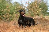 DOBERMANN 114